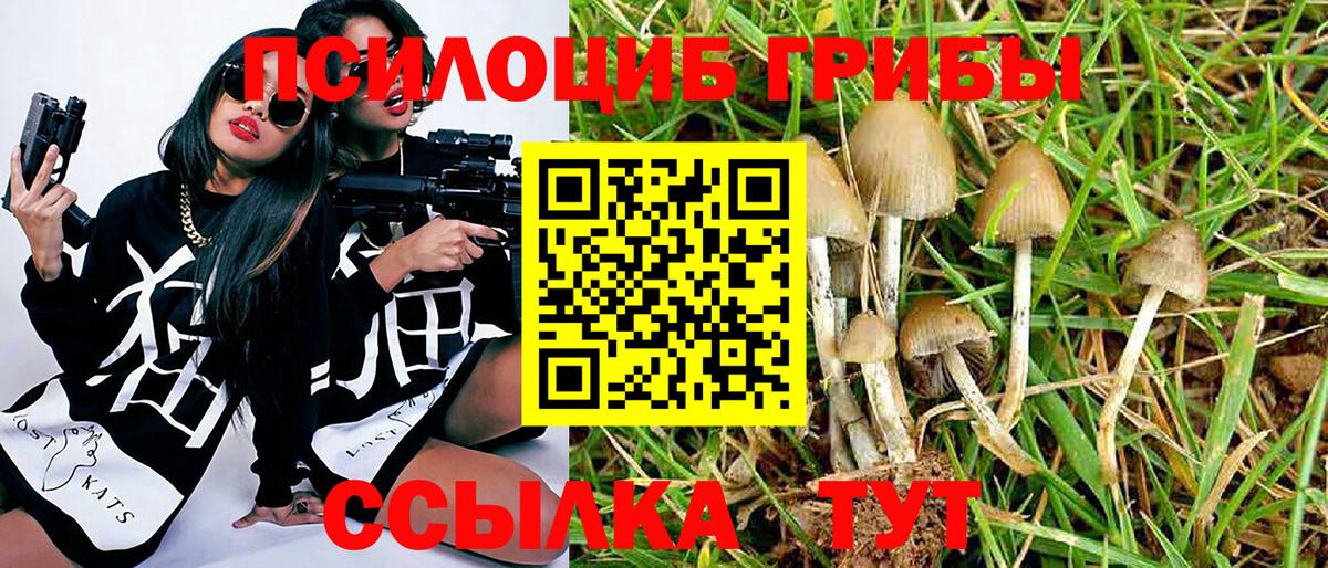 Псилоцибиновые грибы Cubensis Грязи